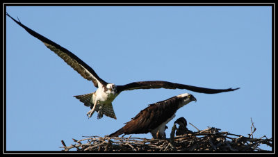 Male taking off