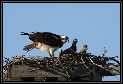 Osprey female and two chicks