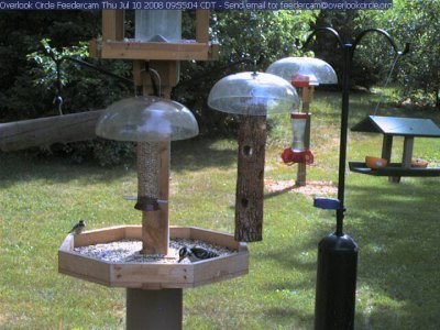 Chickadee and hairy woodpecker