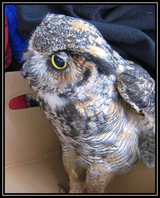 Great horned owl rescue