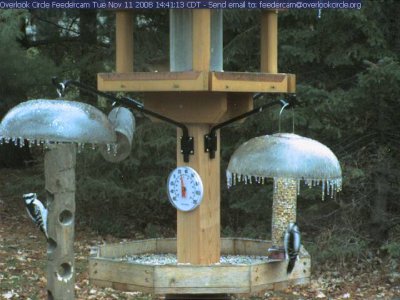 Woodpeckers on icy feeders