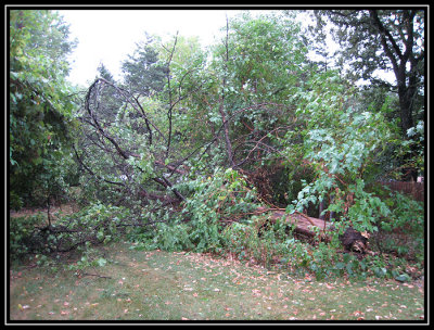 Fallen dead tree 2007