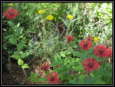 First wildflowers 2008