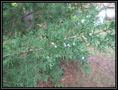 Eastern red cedar 2009