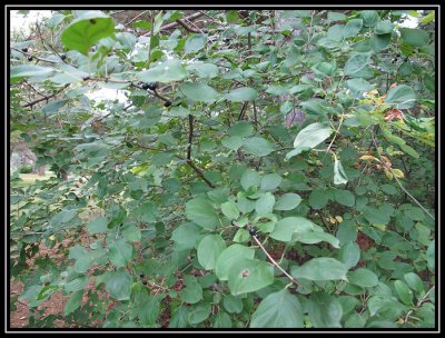 Buckthorn 2009