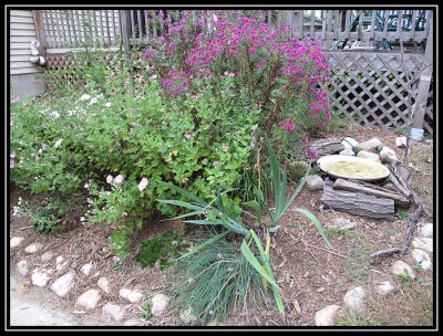 Patio garden 2009