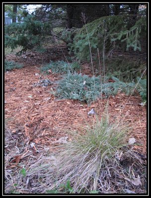 Spreading juniper and prairie dropseed