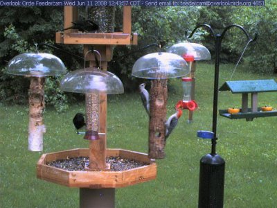 Red-bellied woodpeckers