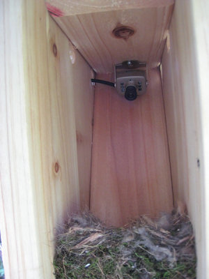 Nest box camera