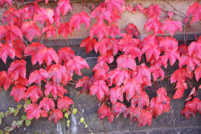 Princeton Autumn