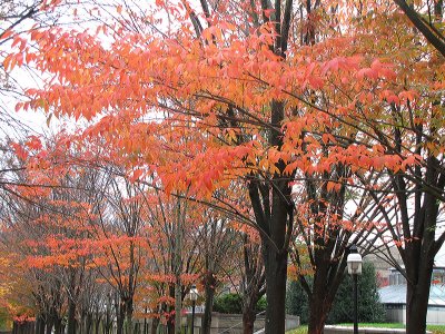 Princeton Downtown