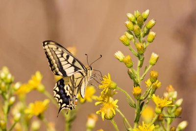 butterflies