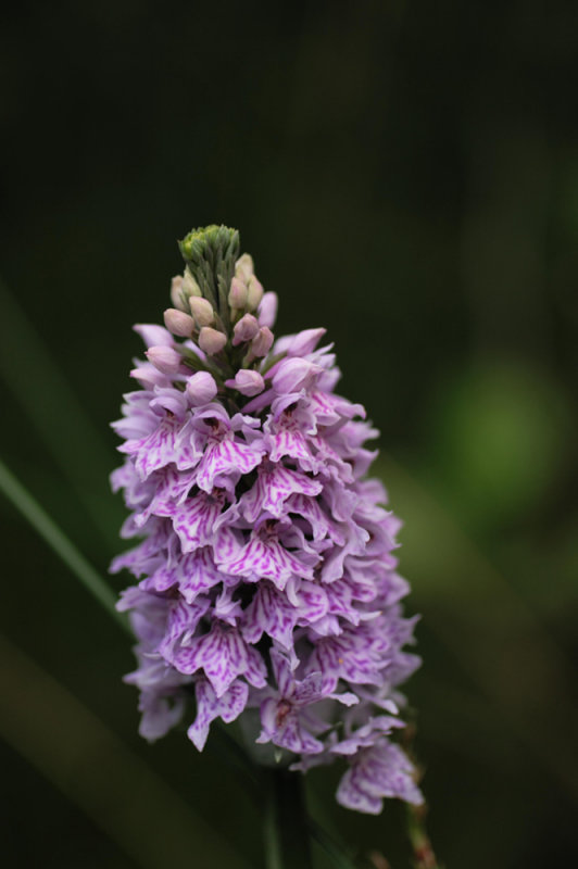 spotted orchid