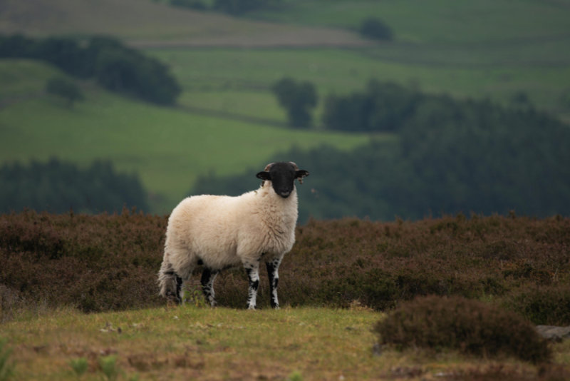 High Moor lamb