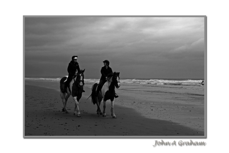 brown and white horses in black and white
