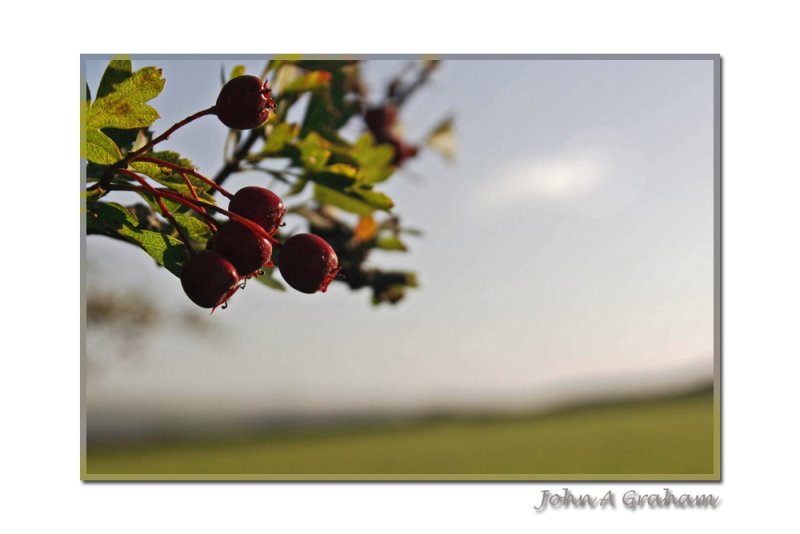 hawthorn