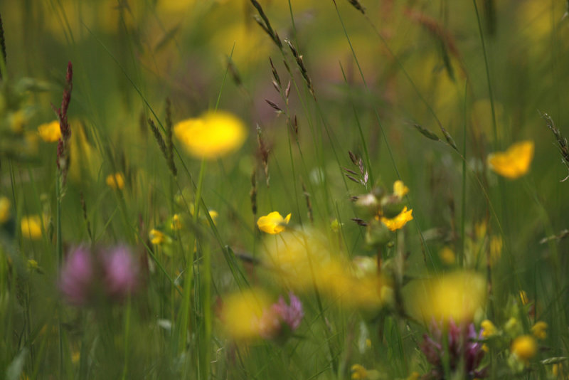 meadow up close