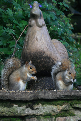 squirrels and a hen