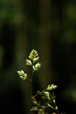 grass