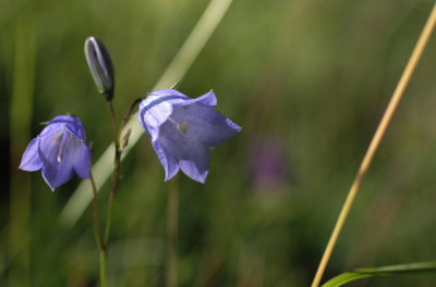 harebells