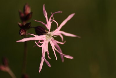 ragged robin
