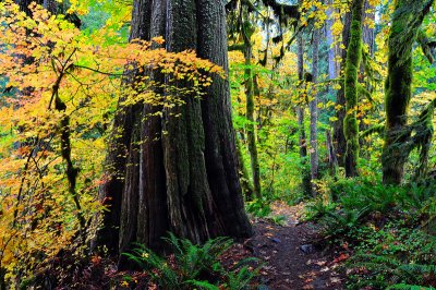 Salmon River Trail, 2009 Study