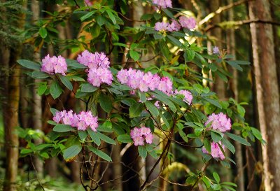 Rhododendrons along the trail