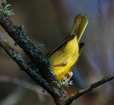 Quiz_Bird_2c