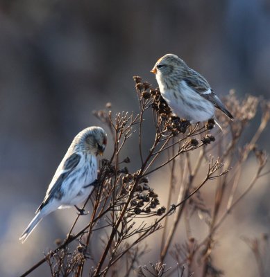 Hoary Redpolls