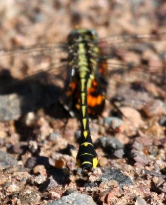 Midland Clubtail (G. fraternus) - Male