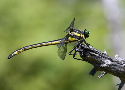 Dragonhunter (Hagenius brevistlyus)