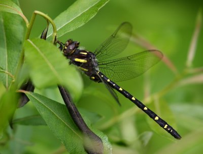 Twin-spotted Spiketail (C. maculata) - Male