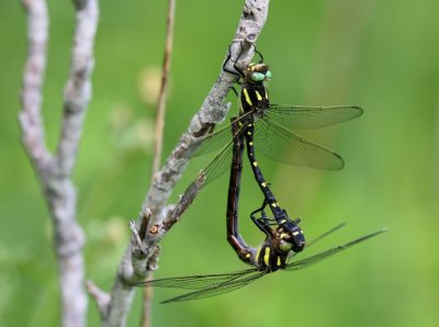 Twin-spotted Spiketail (C. maculata) - pair