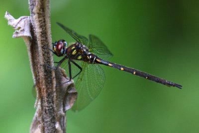 Forcipate Emerald (S. forcipata) - female