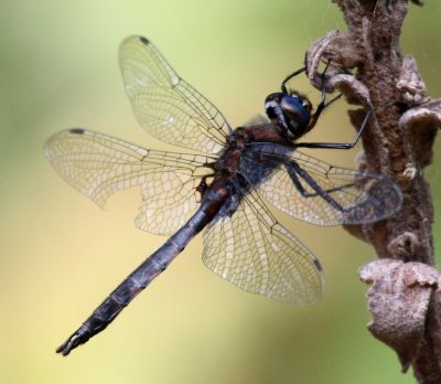 Spiny Baskettail (T. spinigera) - male