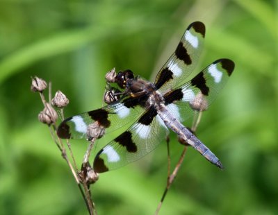 Twelve-spotted Skimmer (L. pulchella) - male