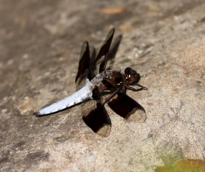 Common Whitetail (Libellula lydia)