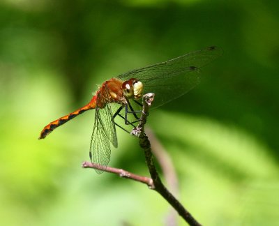 White-faced Meadowhawk (S. obtrusum) - juv male