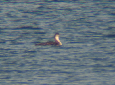 Pacific Loon 3007