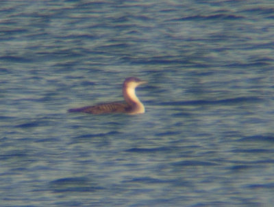 Pacific Loon 3008