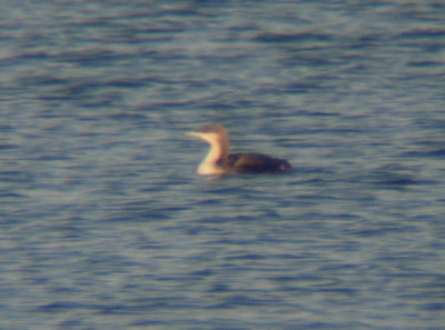Pacific Loon 3021