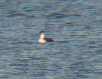 Pacific Loon 3025