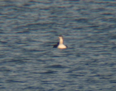 Pacific Loon 3035