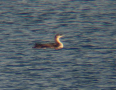 Pacific Loon 3037