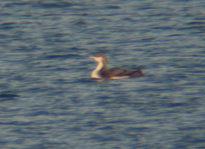 Pacific Loon 3041