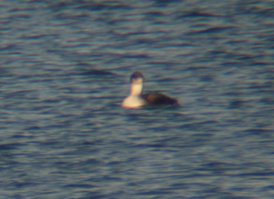 Pacific Loon 3049