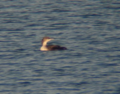 Pacific Loon 3054