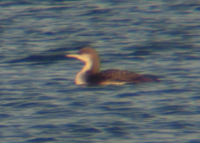 Pacific Loon 3060
