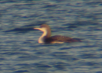 Pacific Loon - Nov 2009