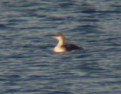 Pacific Loon 3061